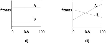 FIGURE 15.5 Two fitness functions for the traits A and B. When 2 populations each exhibit 100% A, this is not strong evidence that they have a common ancestor if the fitness function is the one shown in (i); the evidence for common ancestry is stronger if the fitness function is the one shown in (ii).
