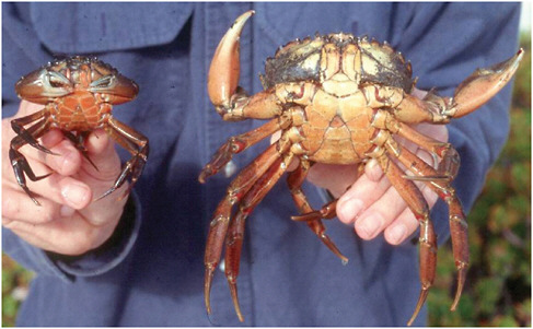 FIGURE WO-8 Size comparison of largest green crabs caught from a parasitized population in the crab’s native range (left) and unparasitized population in the crab’s introduced range (right).