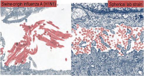 FIGURE WO-6 Spherical viral particles typical of seasonal H1N1 influenza, and the filamentous 2009-H1N1 influenza A.