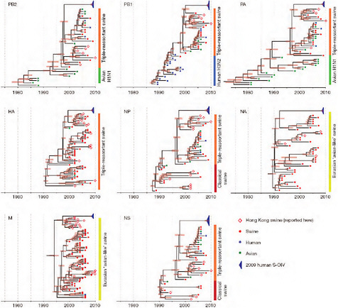 FIGURE A14-2 Genetic relationships and timing of S-OIV for each genomic segment. Symbols represent sampled viruses on a timescale of when they were sampled and coloured by host species (pigs, red; humans, blue; birds, green). Internal nodes are reconstructed common ancestors with 95% credible intervals on their date given by the red bars. The S-OIV outbreak strains are represented by a blue triangle, with the apex representing the common ancestor of these.