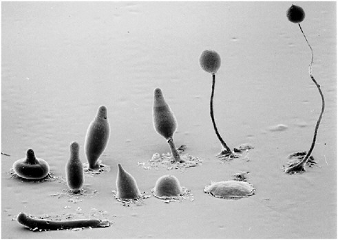 The life cycle of a Dicty. © Copyright, Mark Grimson and Larry Blanton, Electron Microscopy Laboratory, Department of Biological Sciences, Texas Tech University.