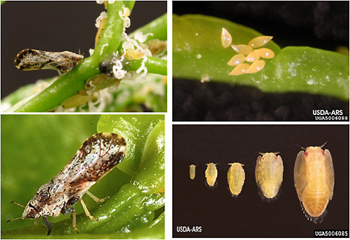 FIGURE 2-7 Asian citrus psyllid (ACP) life cycle. Clockwise from top left: A) ACP adult and nymphs; B) eggs of the ACP; C) five nymphal stages of the ACP; and D) closer view of ACP mottled brown wings and 45° angle with plant surface.