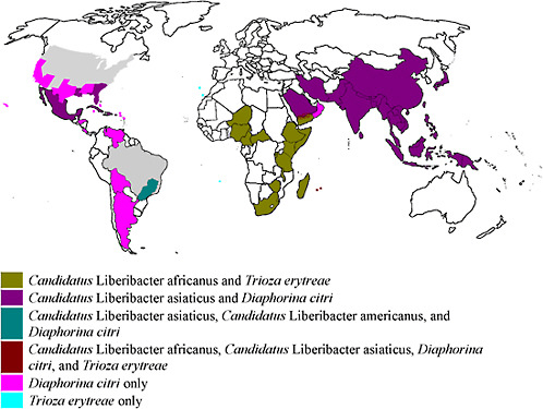 FIGURE 2-10 World distribution of Candidatus Liberibacter spp. and their insect vectors.