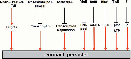 FIGURE A11-5 Candidate persister genes. Persisters are formed through parallel redundant pathways.
