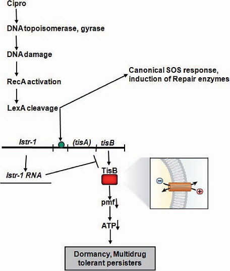 FIGURE A11-7 Persister induction by antibiotic. The common antibiotic ciprofloxacin causes DNA damage by converting its targets, DNA gyrase and topoisomerase, into endonucleases. This activates the canonical SOS response, leading to increased expression of DNA repair enzymes. At the same time, the LexA repressor that regulates expression of all SOS genes also controls transcription of the TisAB toxin-antitoxin module. The TisB toxin is an antimicrobial peptide, which binds to the membrane, causing an increase in pmf and ATP. This produces a systems shutdown, blocking antibiotic targets, which ensures multidrug tolerance.