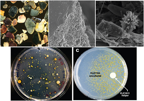 FIGURE A11-10 Understanding the mechanism of uncultivability. Marine sand particles are covered by a multispecies biofilm (upper panel). Cells from the biofilm form colonies on a densely seeded plate, and pairing them together reveals that some of them are uncultured bacteria (evenly spread on the plate) that will only grow in the presence of a helper species spotted on the same plate (lower panel).