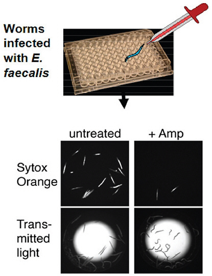 FIGURE A11-11 A high-throughput screen for antimicrobials in an animal model. C. elegans are infected with E. faecalis and cured with ampicillin. This provides for an assay of compounds that cure the worm in situ.