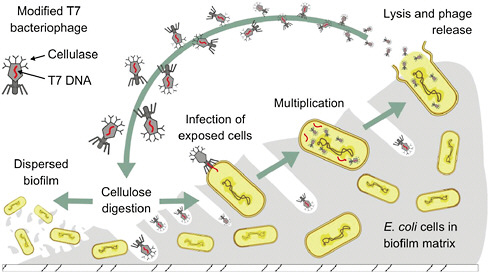 FIGURE WO-14 Modified bacteriophage enter and destroy the biofilm matrix.