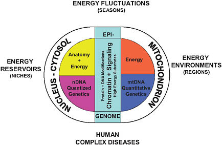 FIGURE 7.1 Three hypothesized levels of eukaryotic animal cell adaptation to energy resources and demands. The primary contributor to the biological environment is the flux of energy through the biosphere. The dichotomy between structure and energy in eukaryotics results from the symbiotic origin of the eukaryotic cell involving the proto-mitochondrion and the proto-nucleus-cytosol. The mitochondrion became specialized in energy production and retained core genes for controlling energy production within the mtDNA. The nuclear-cytosol became specialized in structure with the accrual of the developmental genes in the nDNA. Because growth and reproduction must be coordinated with the availability of energy, the status of the energetic flux through the cellular bioenergetic systems, particularly the mitochondrion, came to be communicated to the nucleus-cytosol by alterations in the nDNA chromatin, the epigenome, and cytosol signal transduction systems, based on the production and availability of high-energy intermediates, reducing equivalents, and ROS produced primarily by the mitochondrion. As a consequence, biological systems interface with the energy environment at three levels: the species level in which nDNA gene variation alters anatomical forms to exploit different environmental energy reservoirs, the species population level in which primarily mtDNA bioenergetic genetic variation permits adaptation to long-term regional differences in the niche energetic environment, and the individual level in which high-energy intermediates reflecting cyclic changes in environmental energetics drive the modification of the epigenome and the signal transduction pathways. [Reproduced with permission from Wallace (2009) (Copyright 2009, Cold Spring Harbor Laboratory Press).]