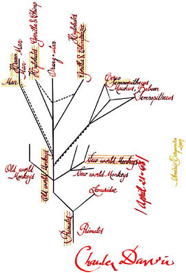 FIGURE 2.1 Transcription of the genealogical tree of primates in Darwin’s sketch of 1868. Original is in The Complete Work of Charles Darwin Online: http://darwin-online.org.uk/. Identifier: CUL-DAR80, image 107.
