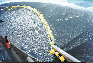 FIGURE 2-1 Thousands of pounds of jack mackerel taken from the Pacific Ocean. Photo credit: C. Ortiz Rojas, NOAA.