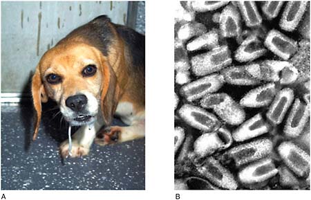 FIGURE WO-6-16 Rabies. (A) Beagle dog with clinical signs of rabies. (B) Rabies virus, purified from an infected cell culture. Negatively stained virions: note their characteristic “bullet shape.” Magnification approximately 70,000x.