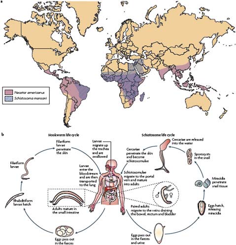 FIGURE A9-1 Global distributions and life cycles of hookworms and schistosomes. a| The distribution of Schistosoma mansoni, which causes intestinal schitosomiasis and Necator americanus, a hookworm, are shown (deSilva et al., 2003; Hotez et al., 2004, 2005). b| The life cycles of hookworms and schistosomes.