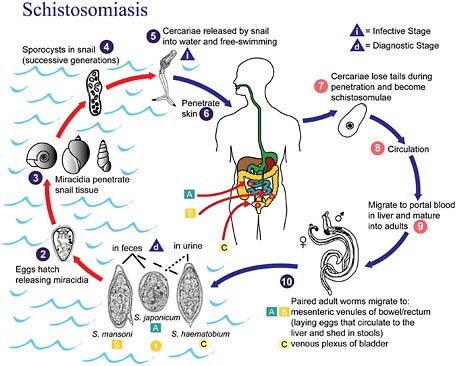 FIGURE WO-8 Life cycle of schistosomiasis.