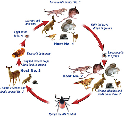 FIGURE 1-1 The life cycle of a three-host tick, such as Ixodes and Dermacentor sp., illustrating the common host for each stage. In this example, beginning prior to the first host, the eggs hatch to larvae and then feed on the first host. After the larval feeding is complete, the larvae drop from the host and molt to the nymph stage. At this stage, the nymph attaches and feeds again. It then drops off of the second host and molts to an adult. The adult tick attaches to a third host for a final meal. Following the final meal, the tick drops off and eggs laid by a female tick restart the process.