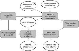 FIGURE 3-2 Relationship among various factors used to estimate the number of deaths from rotavirus disease and adverse effects of vaccination for the hypothetical decision to leave RRV-TV on the market. Quantities for which estimates of ranges of values were available are shown with ovals, and calculated values or quantities for which only a single estimate was available are shown as rounded rectangles.