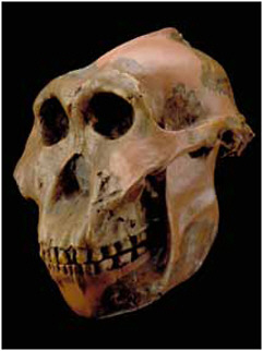 FIGURE 2.3 Replica of a 1.8-Ma Paranthropus boisei cranium found by Mary Leakey in 1959 at Olduvai Gorge, shown with a replica of a 1.2-Ma mandible of the same species from Peninj, Tanzania. SOURCE: Image courtesy Human Origins Program, Smithsonian Institution.